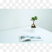 白色桌面绿植场景