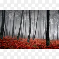 红黑色枫树林