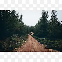 果树飘香 虬枝龙爪
