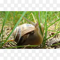 一只努力的小蜗牛