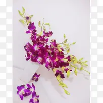 花瓶 蝴蝶兰 紫色
