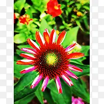 太阳花鲜花摄影