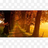夕阳下的奔跑，逝去的青春，枫叶，小路