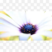 白叶蓝紫花蕊的近距离写真