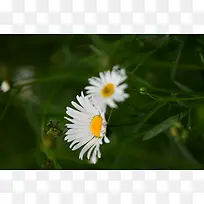 白色小雏菊花花