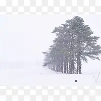 雪天里的树林松柏常青树