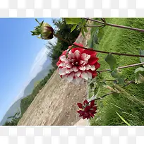 花 大丽花 随手拍摄 大自然