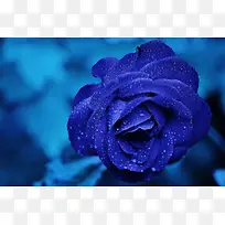 精美蓝玫瑰背景