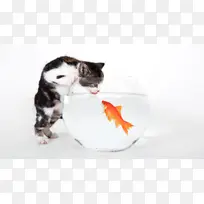 猫咪，金鱼，鱼缸，猫咪喝水
