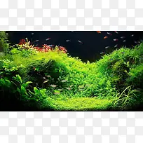 水草造景背景
