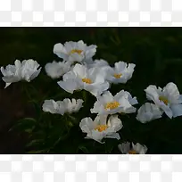 白色的芍药花