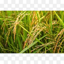 绿色成熟水稻