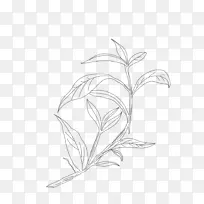 线描中药草药