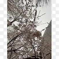 初春与最后的雪