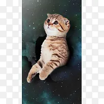 破天猫咪看星空