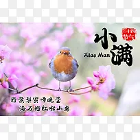 粉色小清新小满节气