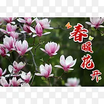 玉兰花春暖花开春天背景