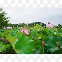 雨后荷塘风景