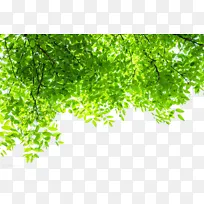 绿色清新树叶背景