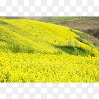 汉中油菜花