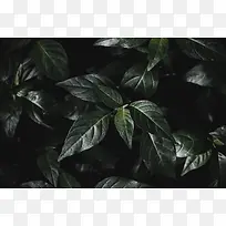 热带植物叶子深色背景