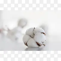 白色背景中的棉花干花