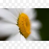 雏菊局部摄影图