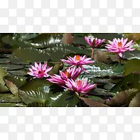 池塘粉色睡莲花绽放