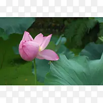 雨后荷花