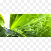绿色植物背景