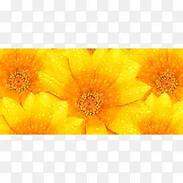 黄色花瓣水珠