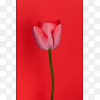 一枝红色郁金香花朵