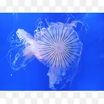 白色透明海蜇