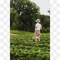 草莓园采摘草莓