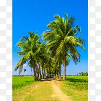 夏日棕榈树