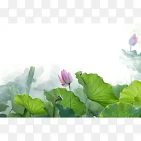 荷花池背景
