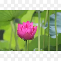 绽放的荷花