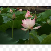 池塘荷花