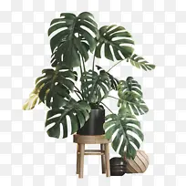 北欧风绿色的植物