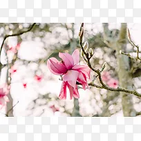 广玉兰花