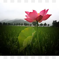 夏天的荷花七
