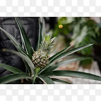 菠萝植物水果摄影