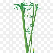 翠绿竹子竹竿竹笋