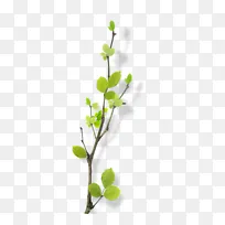 绿色花树绿色树枝叶子
